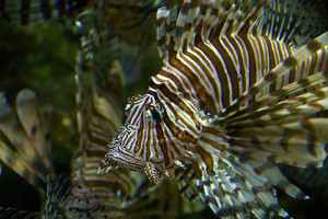 5043226921_01ed28b9c2