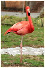 Flamingo im Zoo Liberec