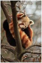 Roter Panda im Zoo Liberec